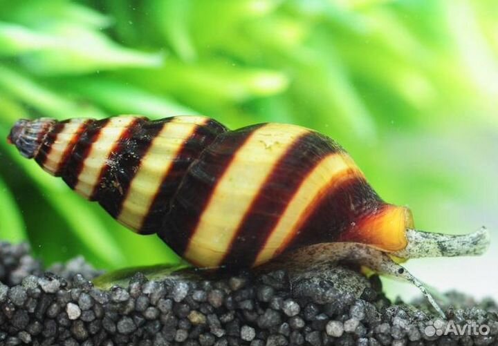 Улитки Хелена