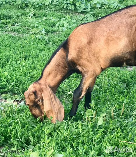 100 англо-нубийские козлята