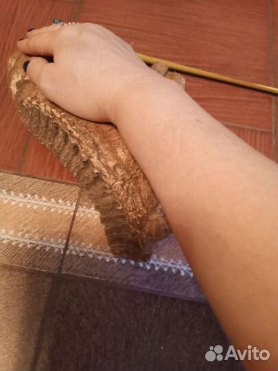 Зуб мамонта