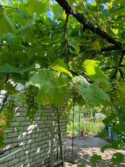 Дом 56 м² на участке 26 сот.