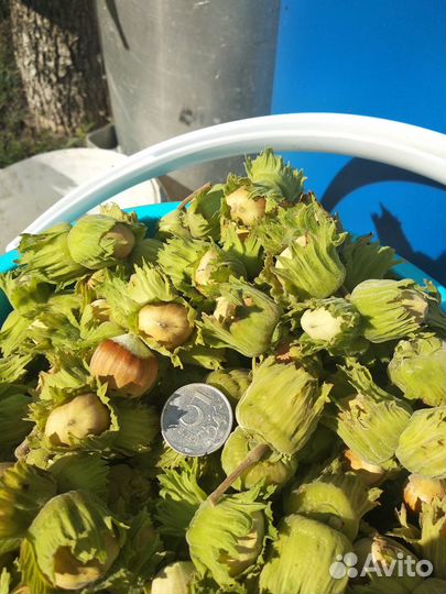 Саженцы фундука сортового (отводки)