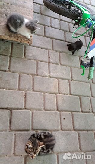 Котята бесплатно