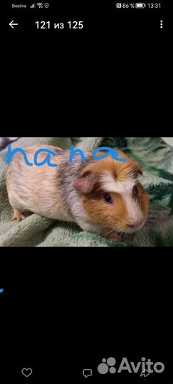 Морская свинка