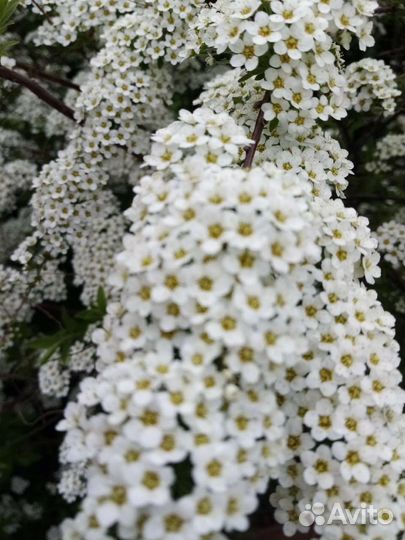 Спирея Ниппонская и Иволистная розовая