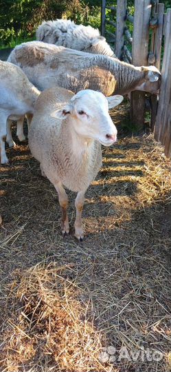 Катумские бараны