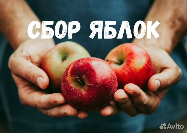 Сборщик яблок/Вахта от 30 смен