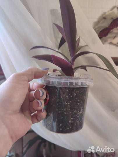 Традесканция