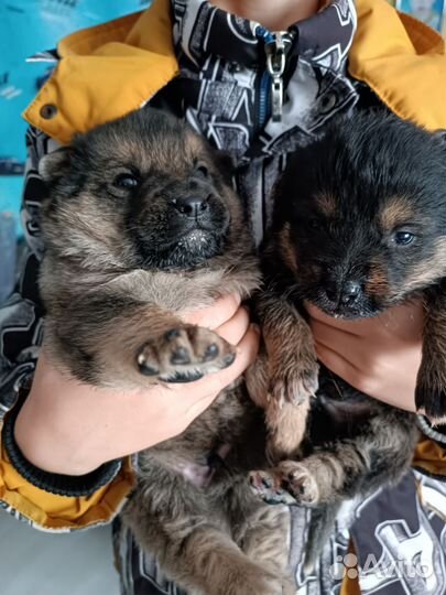 Немецкая смешанная порода