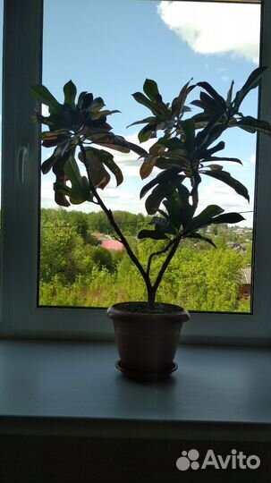 Кодиеум кротон