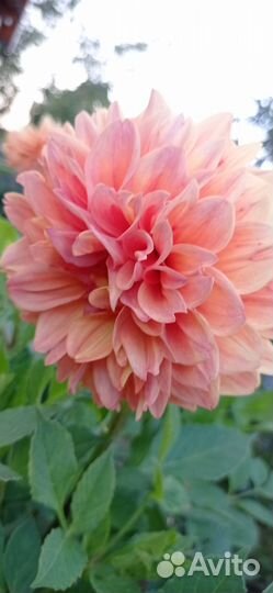 Георгины клубни