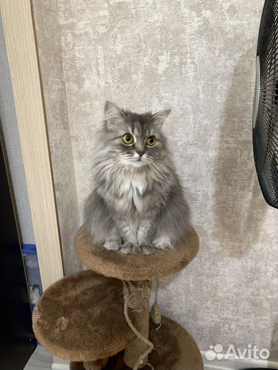 Кошки в добрые руки даром