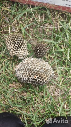 Осиные гнёзда