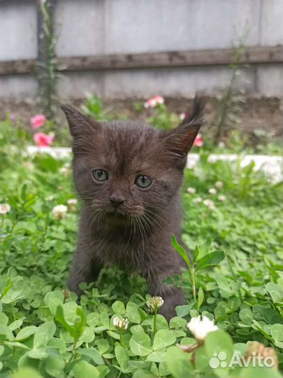 Кошка в дар бесплатно