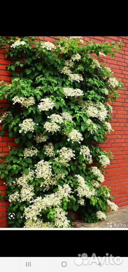 Саженцы многолетних цветов и деревьев