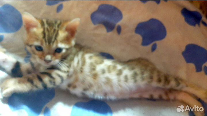 Бенгальская кошка