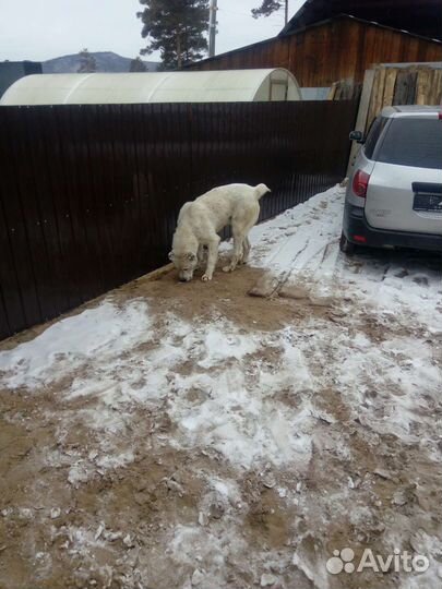 Вязка Алабай