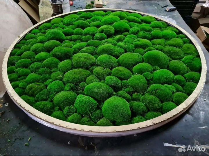 Мох стабилизированный фитокартина фитостена панно