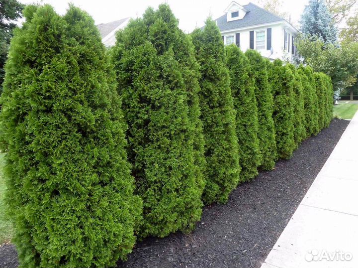 Туи с доставкой