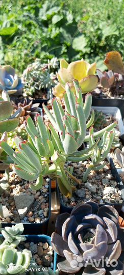 Котиледоны