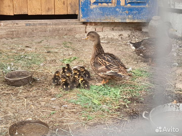 Подсадные утки