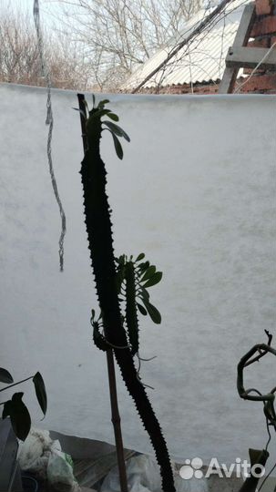 Гиппиаструм