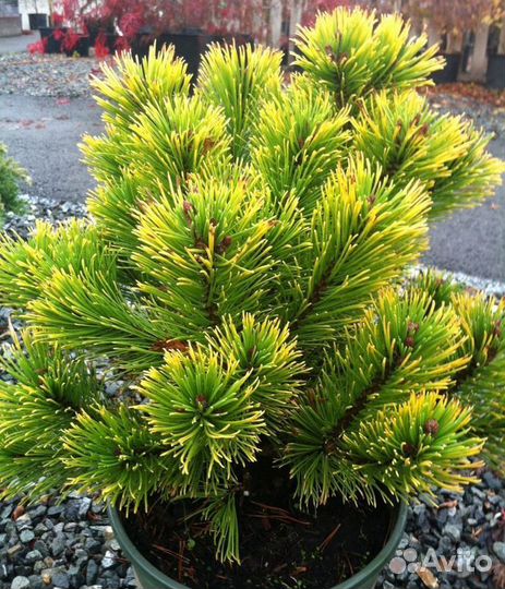 Сосна низкорослая карликовая сосна шар