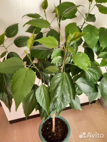 Гибискус махровый