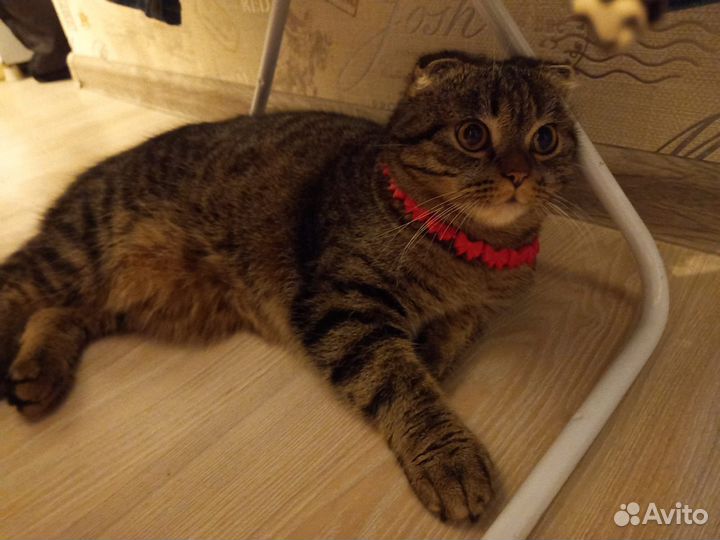 Шотландский вислоухий кот