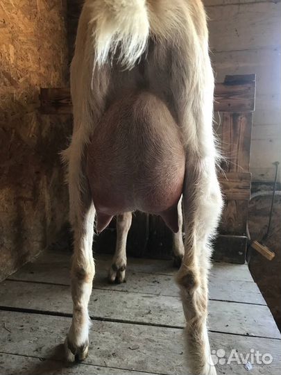 Козы дойные