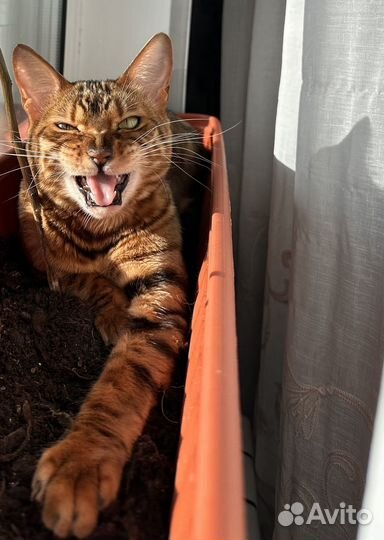 Бенгальская кошка