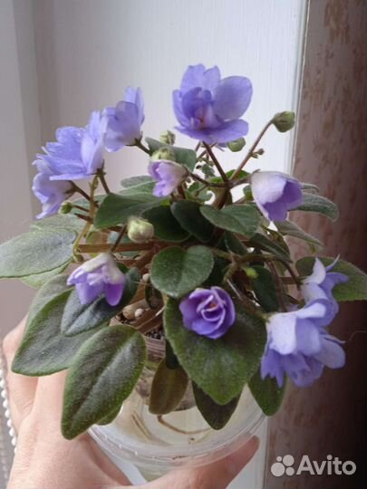 Фиалки сортовые трейлеры