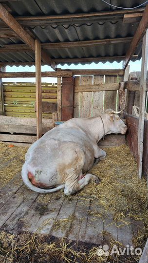 Коровы, теленок