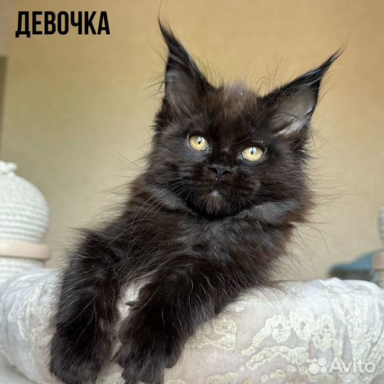 Котята мейн-кун