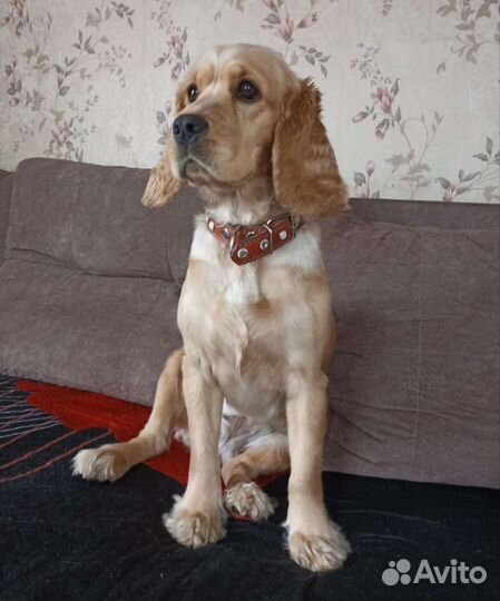 Вязка, девочка