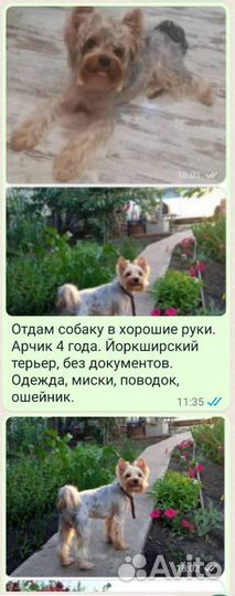 Йоркширский терьер