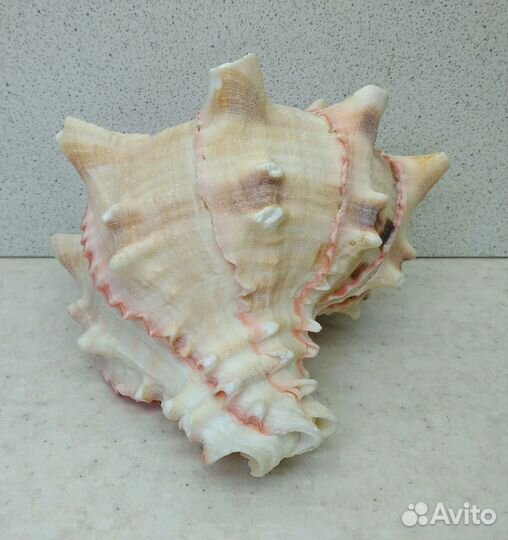 Мурекс Брассика 11,4 морская ракушка раковина