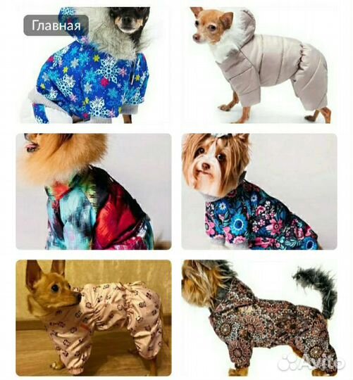 Одежда для собак