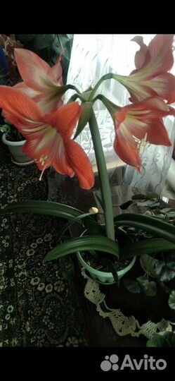 Гиппиаструм, обмен