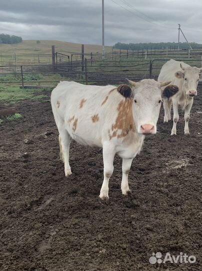 Стельные телки и бычки