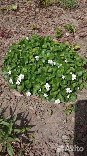 Фиалка Сестринская, Каменная роза,Люпин