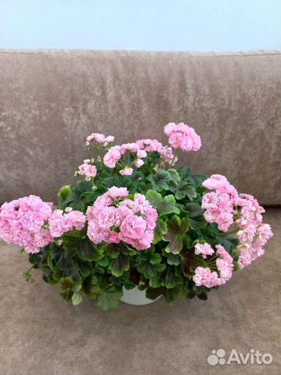 Пеларгонии сортовые
