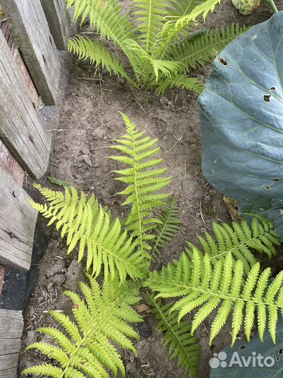 Папоротник сортовой