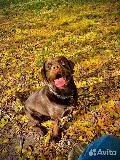 Вязка лабрадор