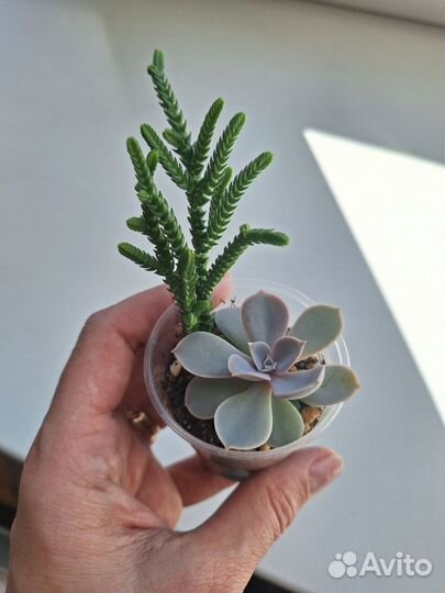 Суккуленты