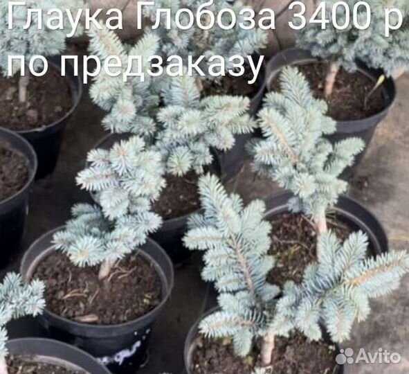 Ель Глаука Глобоза