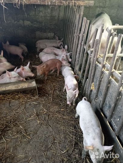 Поросята месячные ландрас-дюрок