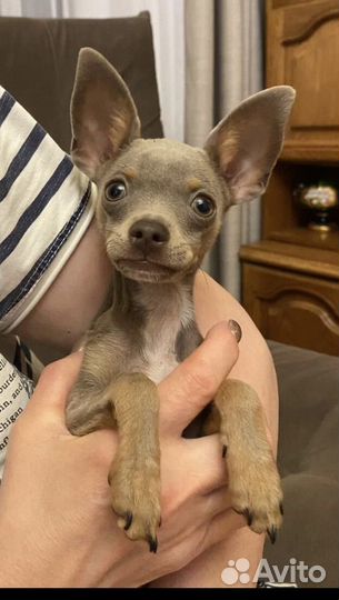 Мини той-терьер