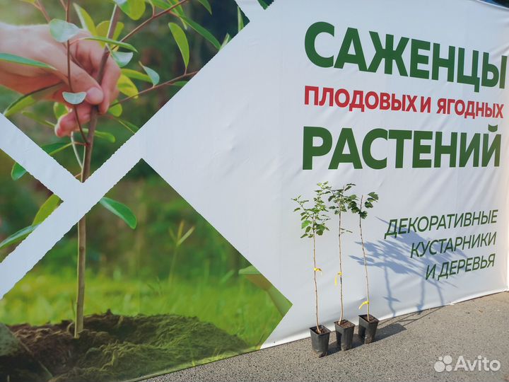 Растения на штамбе