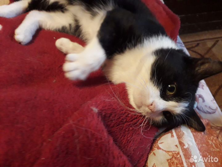 Молодой котик Гоша 1 год ищет семью