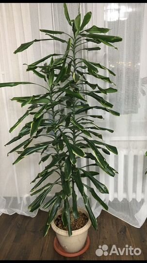 Драцена Голден Кост